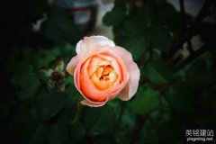 株洲網(wǎng)站制作公司需要多少錢？